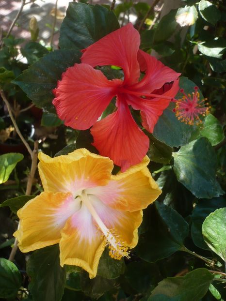 P1420773 - HIBISCUSI 2019-2