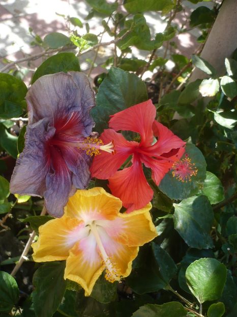 P1420774 - HIBISCUSI 2019-2