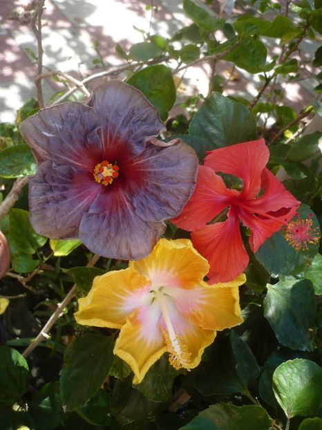 P1420775 - HIBISCUSI 2019-2