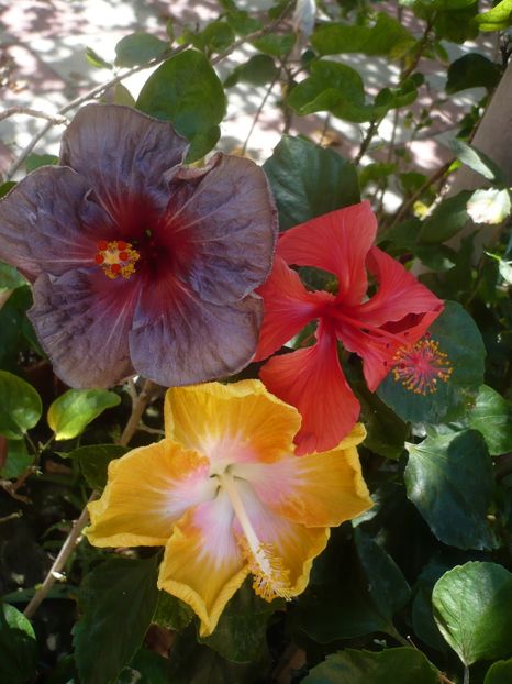P1420777 - HIBISCUSI 2019-2