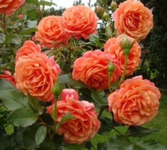 lambada-erfa - LAMBADA