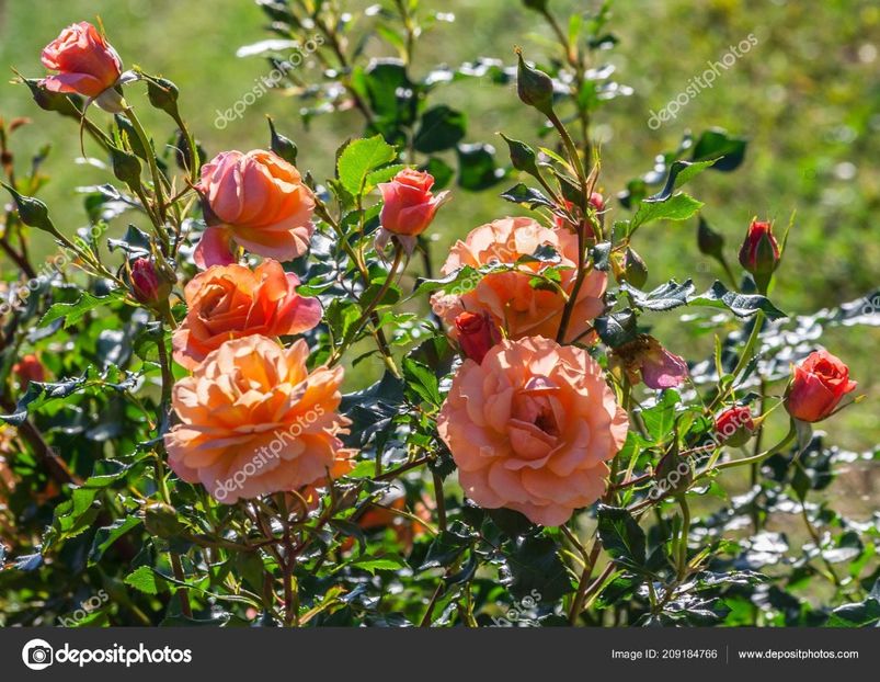 rose-lambada-bushes-large - LAMBADA