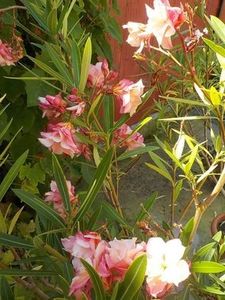 112608996_QEWLJIL - chopin nr 46