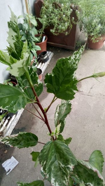 IMG-20190826-WA0010 - Hibiscusi