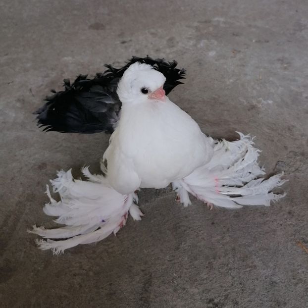  - Omsk si novocerkaski 2019