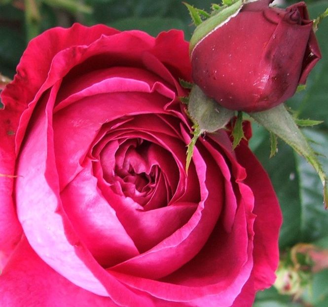 othello-rose-buds (1) - OTHELLO