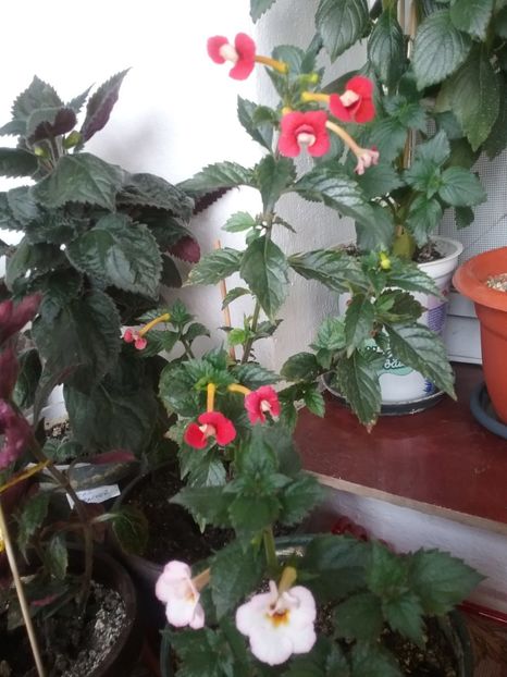  - 2016 achimenes