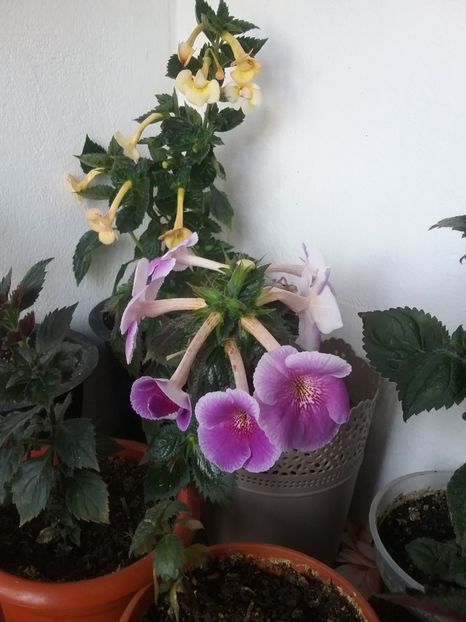  - 2016 achimenes