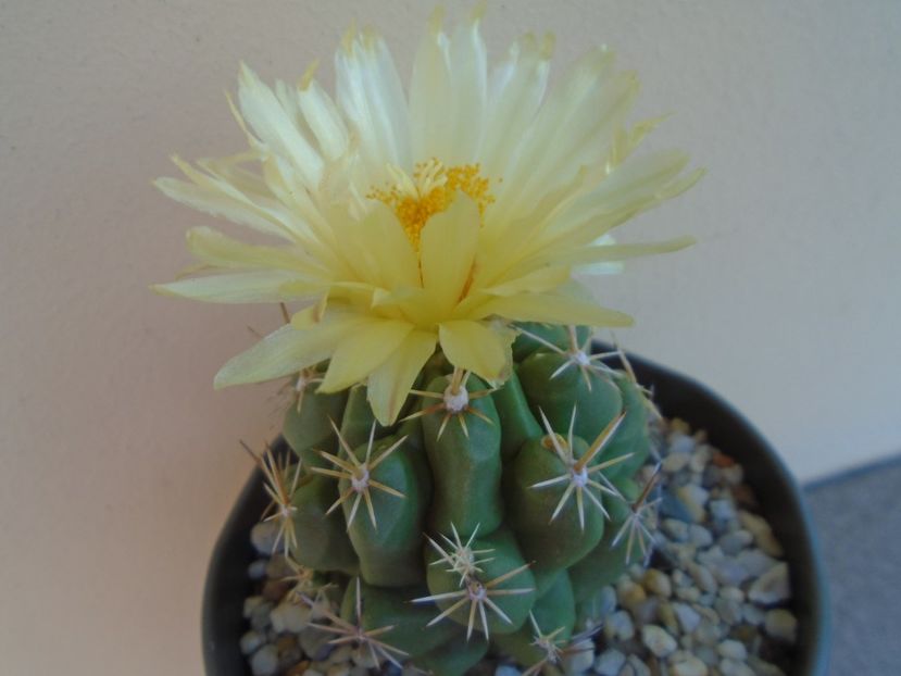 Thelocactus leucacanthus - Cactusi 2019 bis bis