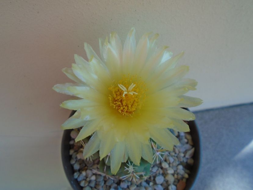 Thelocactus leucacanthus - Cactusi 2019 bis bis