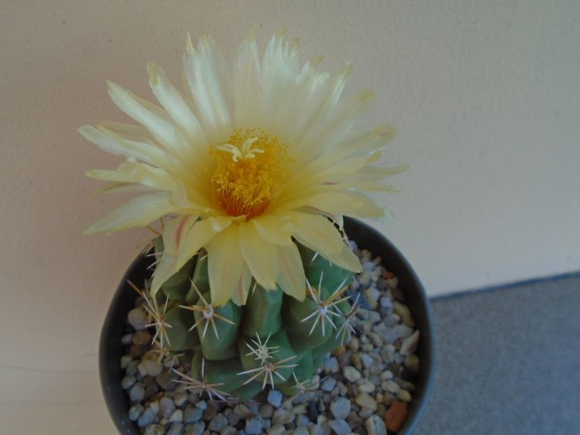 Thelocactus leucacanthus - Cactusi 2019 bis bis