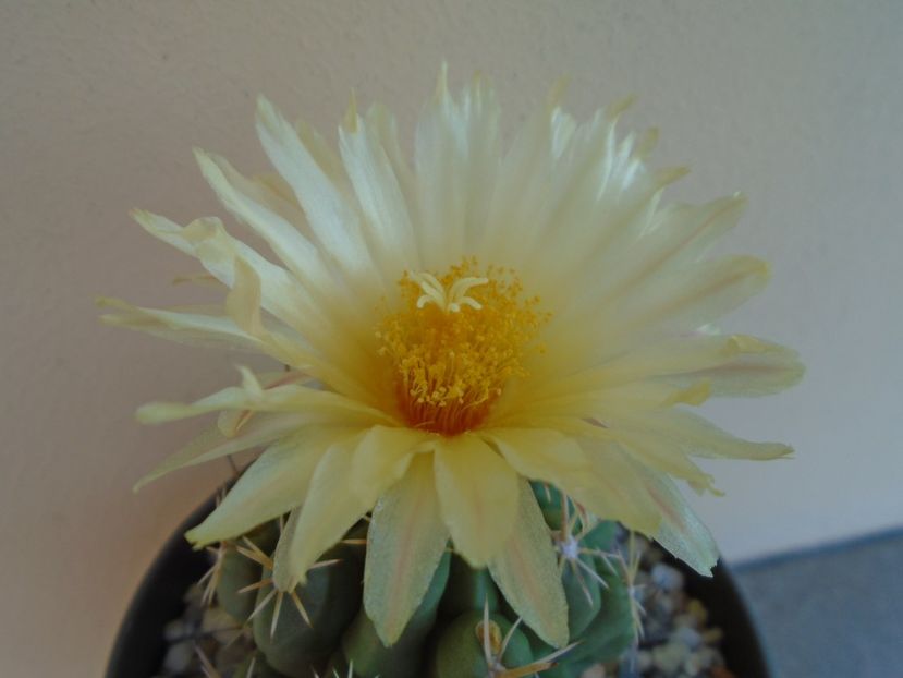 Thelocactus leucacanthus - Cactusi 2019 bis bis