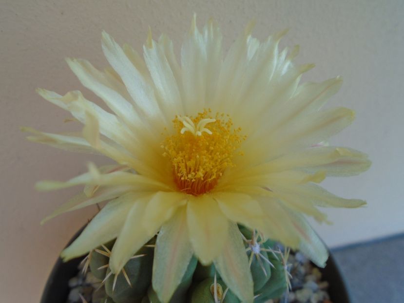 Thelocactus leucacanthus - Cactusi 2019 bis bis
