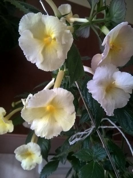  - Yellow English Rose