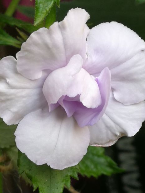  - Blue Temptation dublu