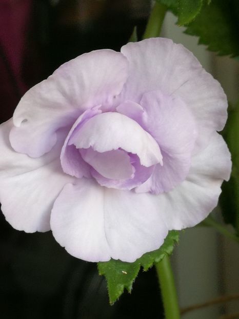  - Blue Temptation dublu