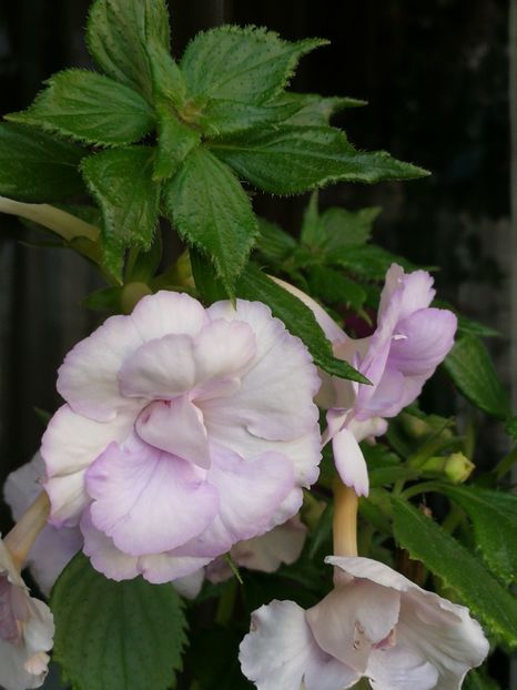  - Blue Temptation dublu