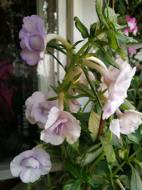  - Blue Temptation dublu