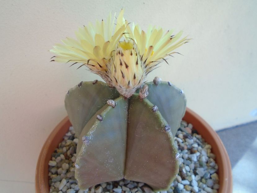 Astrophytum myriostigma - Cactusi 2019 bis bis
