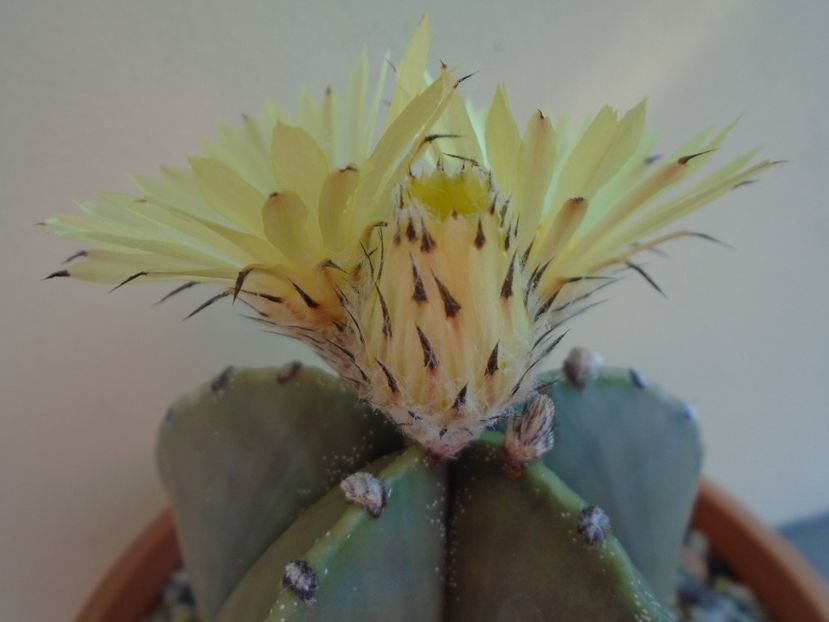 Astrophytum myriostigma - Cactusi 2019 bis bis