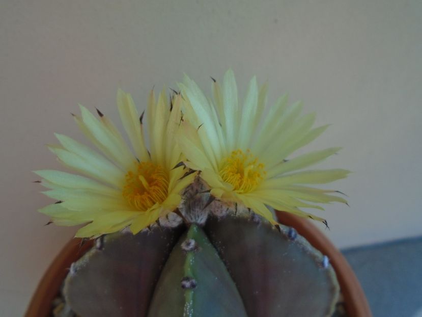 Astrophytum myriostigma - Cactusi 2019 bis bis