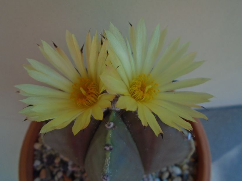 Astrophytum myriostigma - Cactusi 2019 bis bis