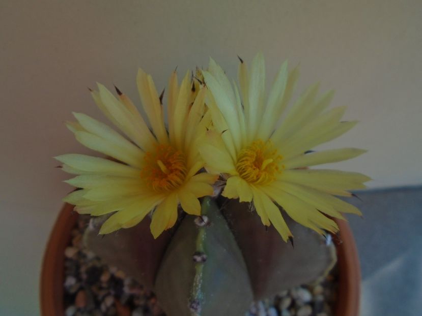 Astrophytum myriostigma - Cactusi 2019 bis bis