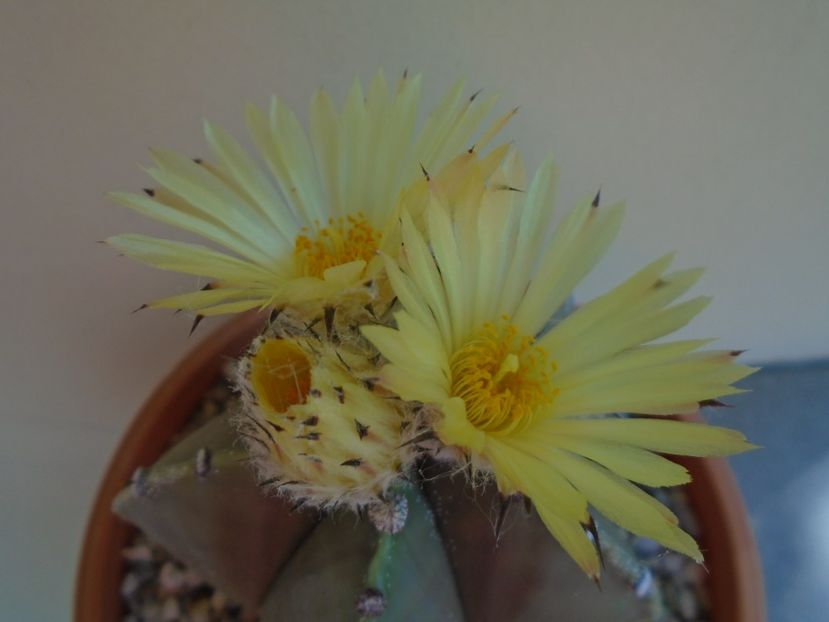 Astrophytum myriostigma - Cactusi 2019 bis bis