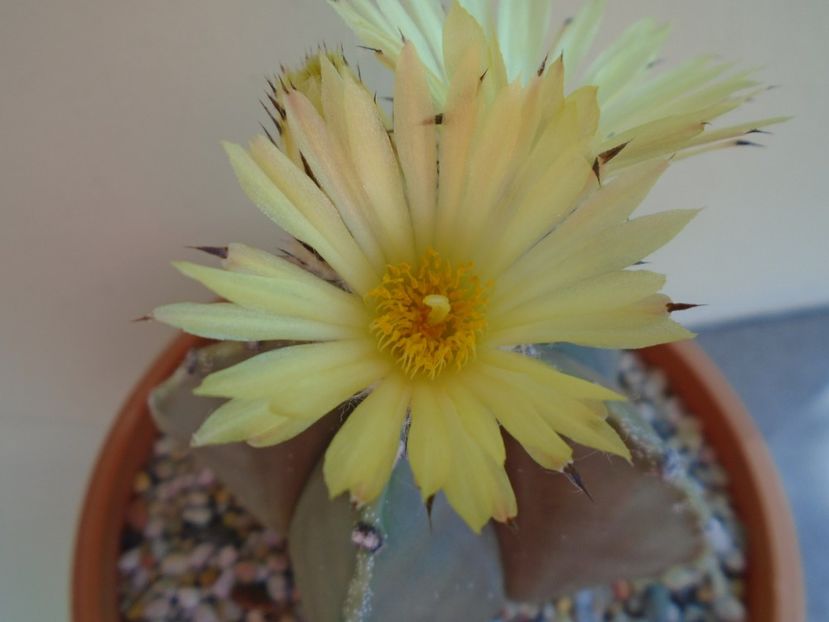 Astrophytum myriostigma - Cactusi 2019 bis bis