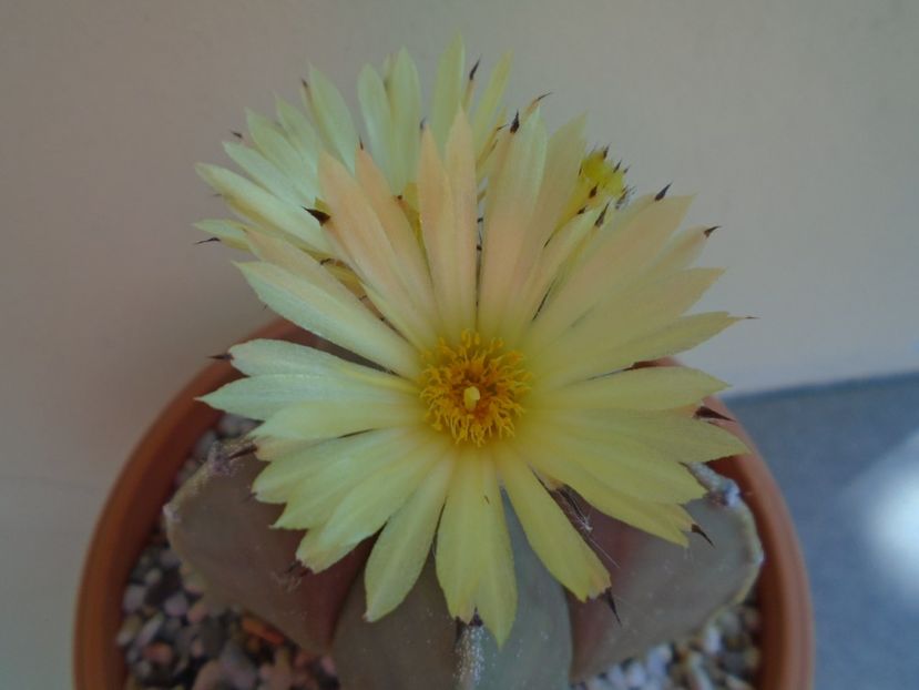 Astrophytum myriostigma - Cactusi 2019 bis bis
