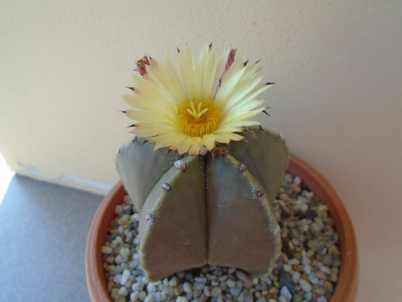 Astrophytum myriostigma - Cactusi 2019 bis bis