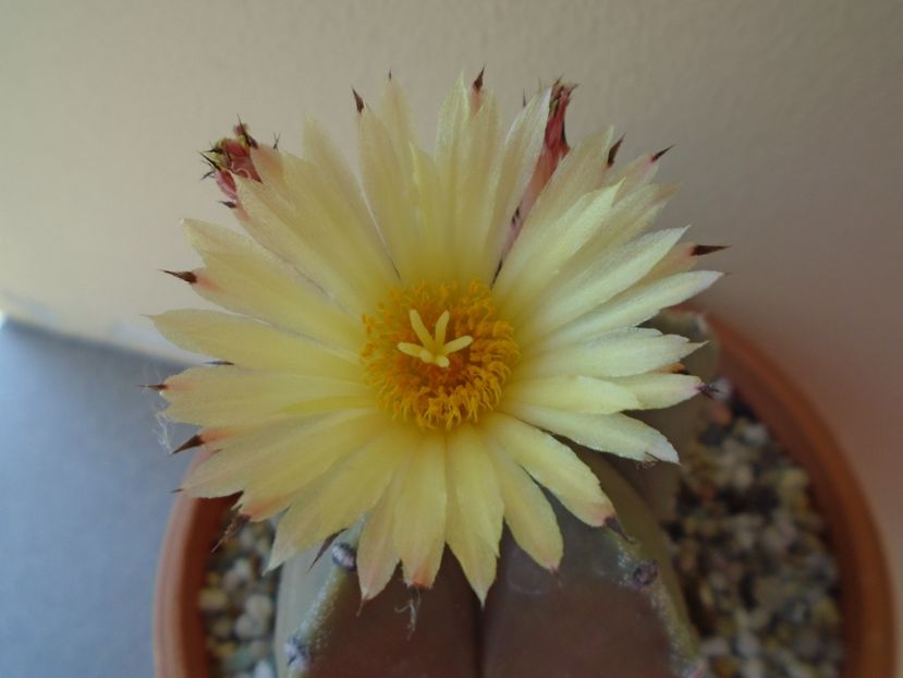 Astrophytum myriostigma - Cactusi 2019 bis bis
