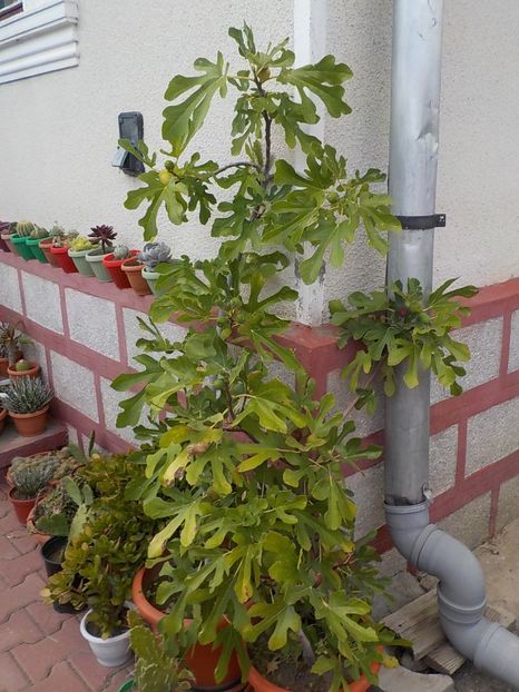  - smochini in ghiveci