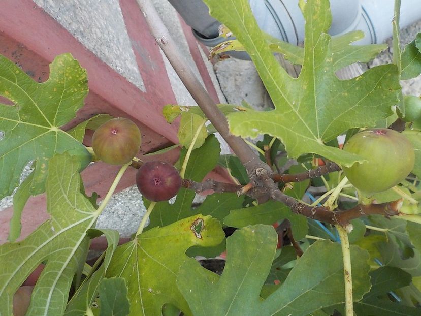  - smochini in ghiveci