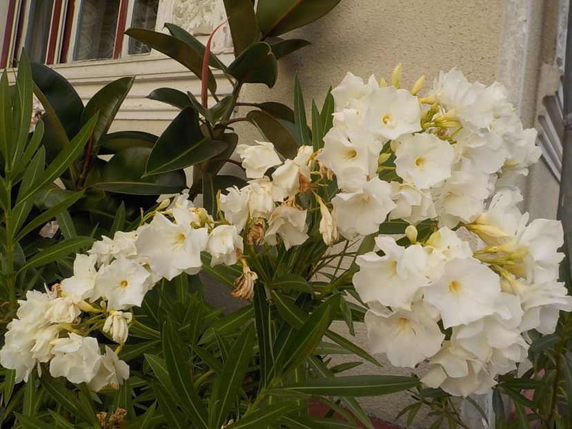  - mont blanc leandru nr 22