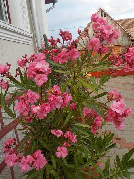  - roseum plenum 21