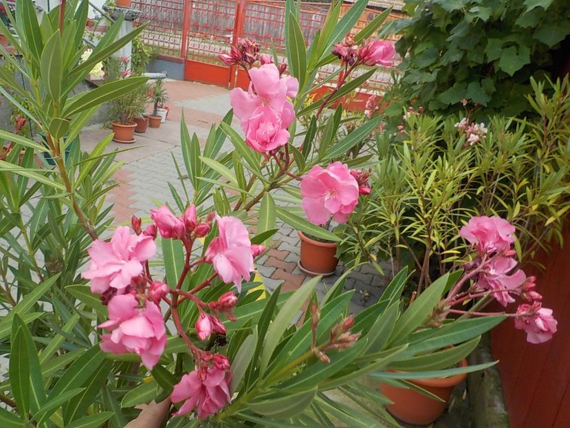 - roseum plenum 21