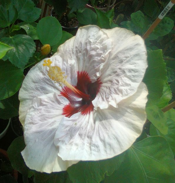  - Hibiscus My Way