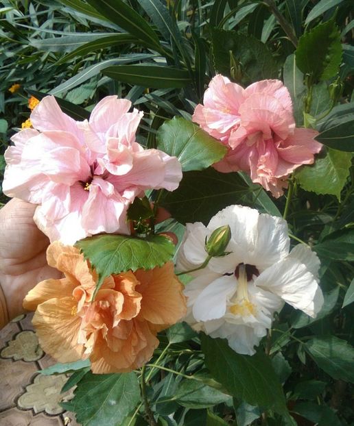 cu jane cowll și doi roz - Hibiscus alb dublu