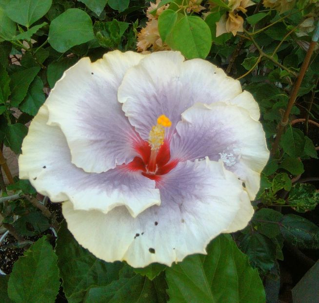 o floare de 19 cm in diametru - Hibiscus Tahitian Taui