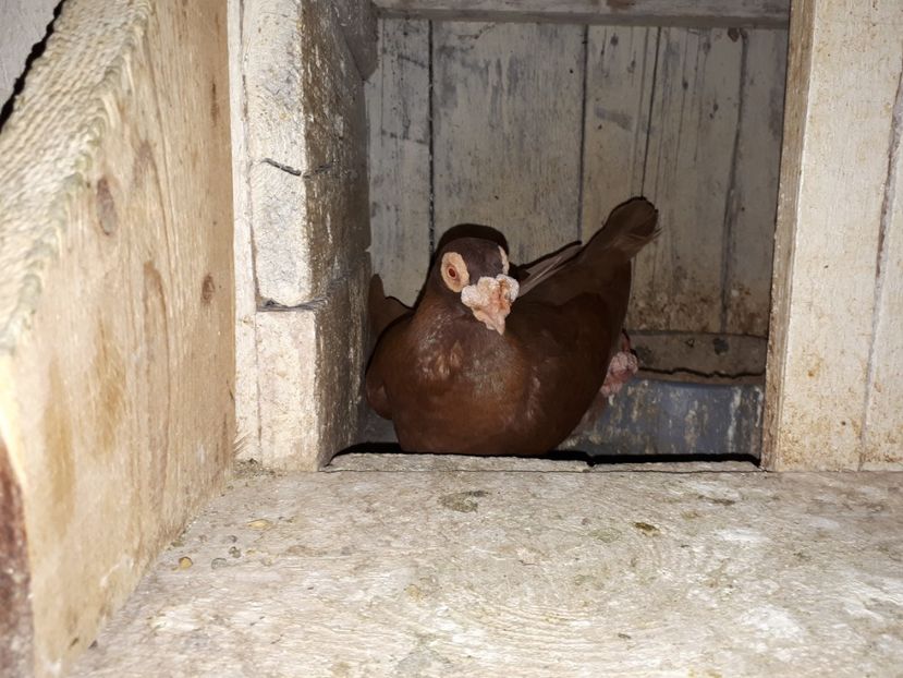 F 2018 - I _ carunculați 2019