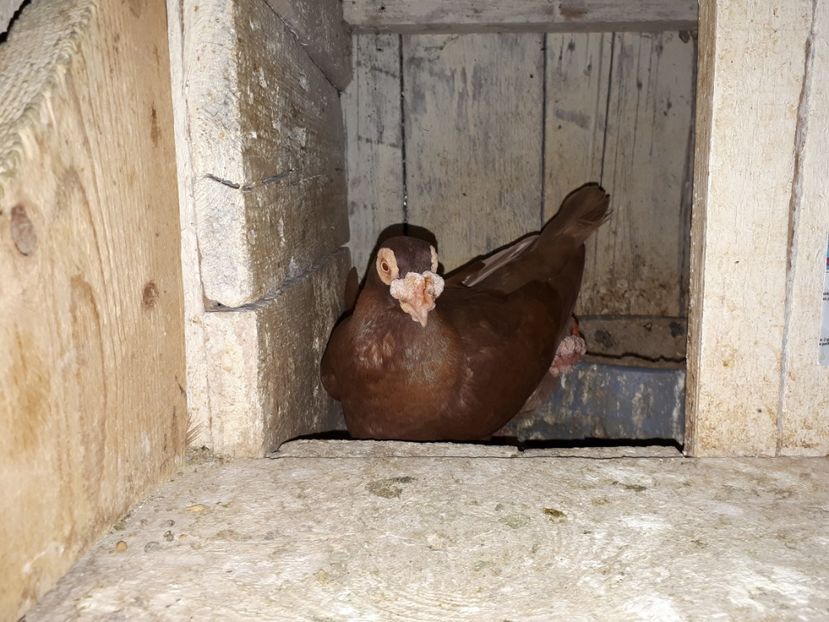  - I _ carunculați 2019