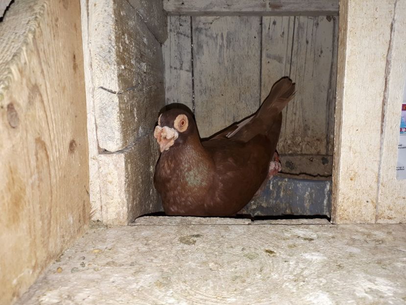  - I _ carunculați 2019