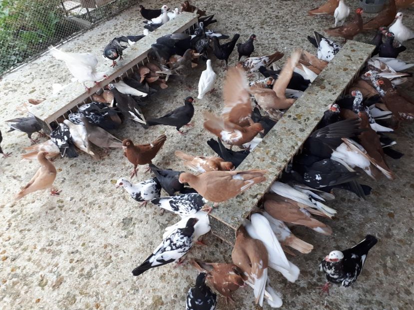  - I _ carunculați 2019