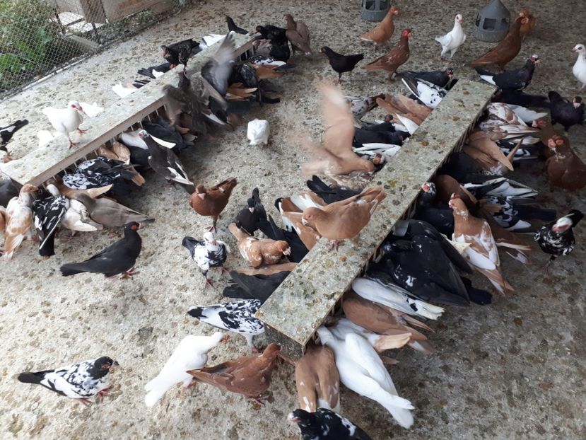  - I _ carunculați 2019