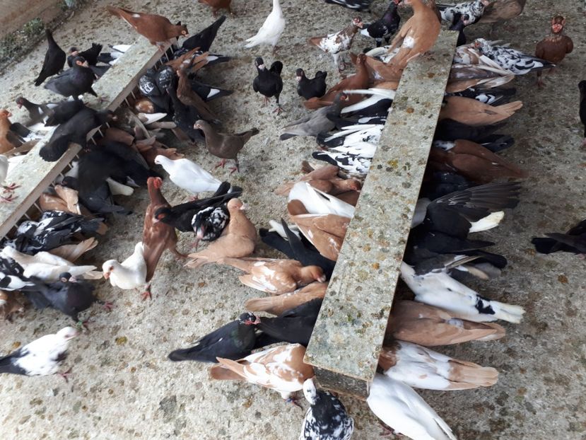  - I _ carunculați 2019