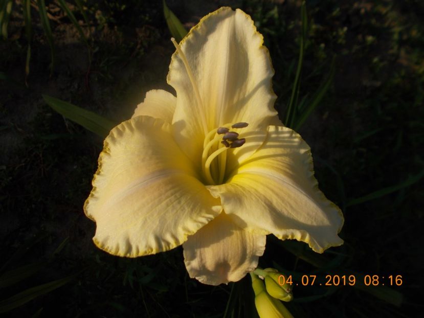  - HEMEROCALLISI-2019