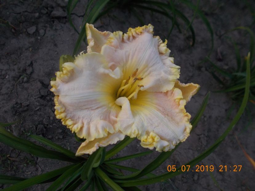  - HEMEROCALLISI-2019
