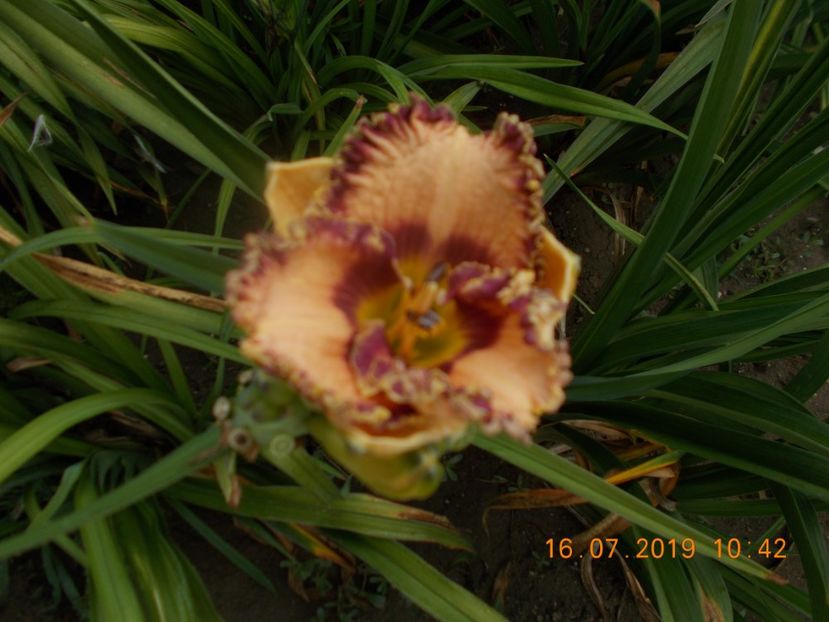  - HEMEROCALLISI-2019