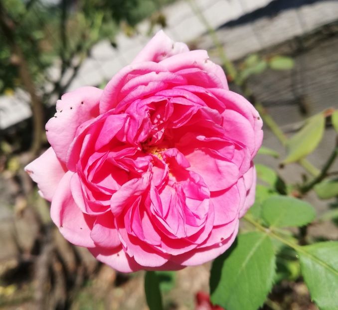  - Princess Alexandra of Kent